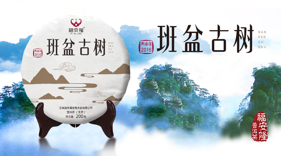 福安隆【班盆古树】，来自班盆老寨的古树经典配图1